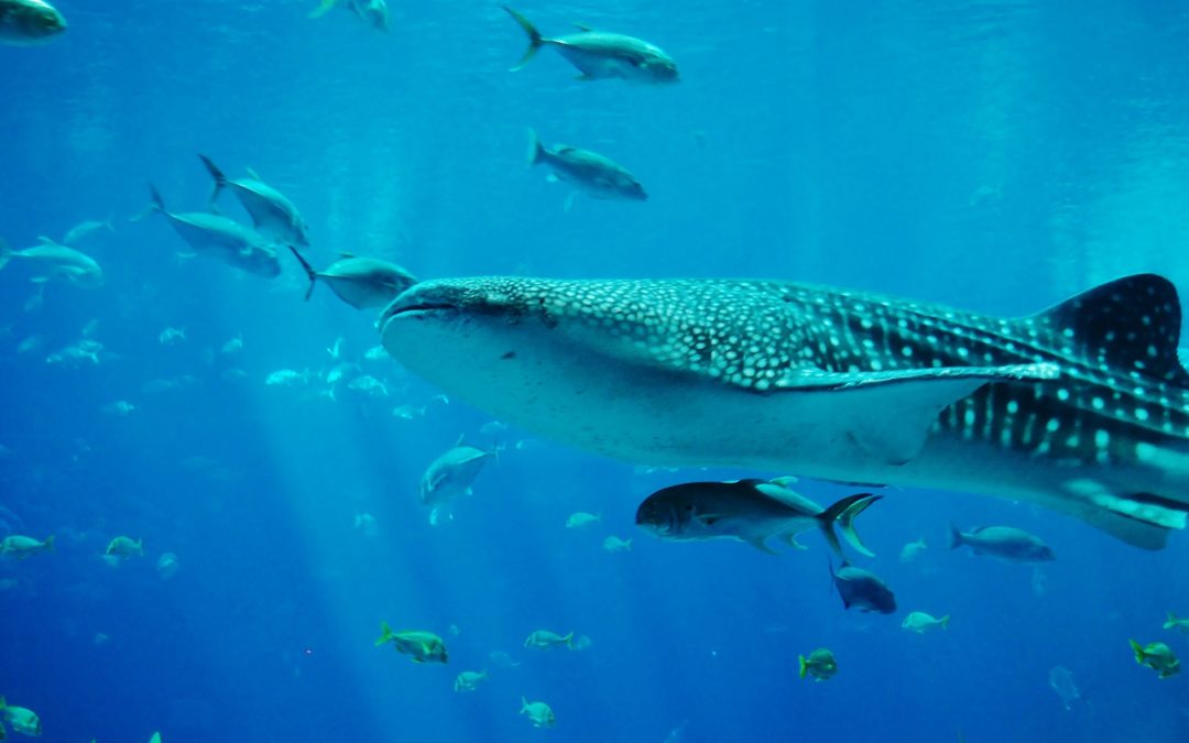 Whale Shark Coming this Summer!